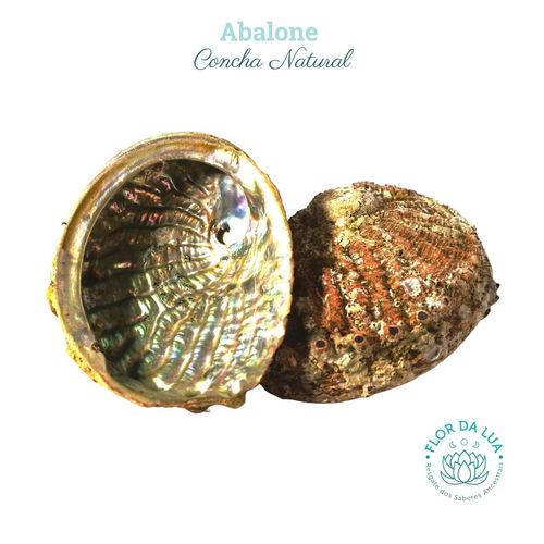Concha Abalone  Natural  Orelha Do Mar 11cm